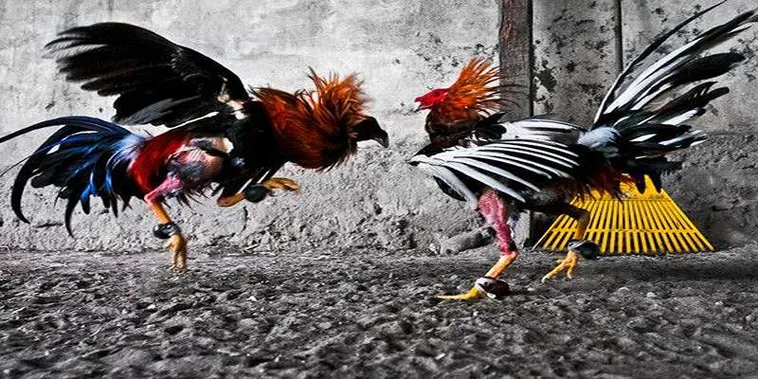 Cách Chơi Đá Gà GA28 Tại HM88 Kiếm Tiền Triệu Làm Giàu Nhanh