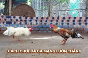 Khám Phá Cách Chơi Đá Gà Sabong Tại HM88 Cho Tân Thủ
