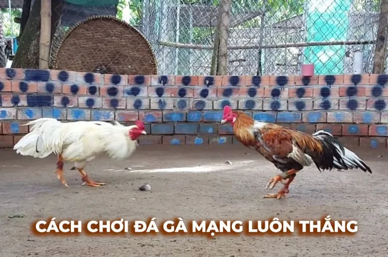 Khám Phá Cách Chơi Đá Gà Sabong Tại HM88 Cho Tân Thủ